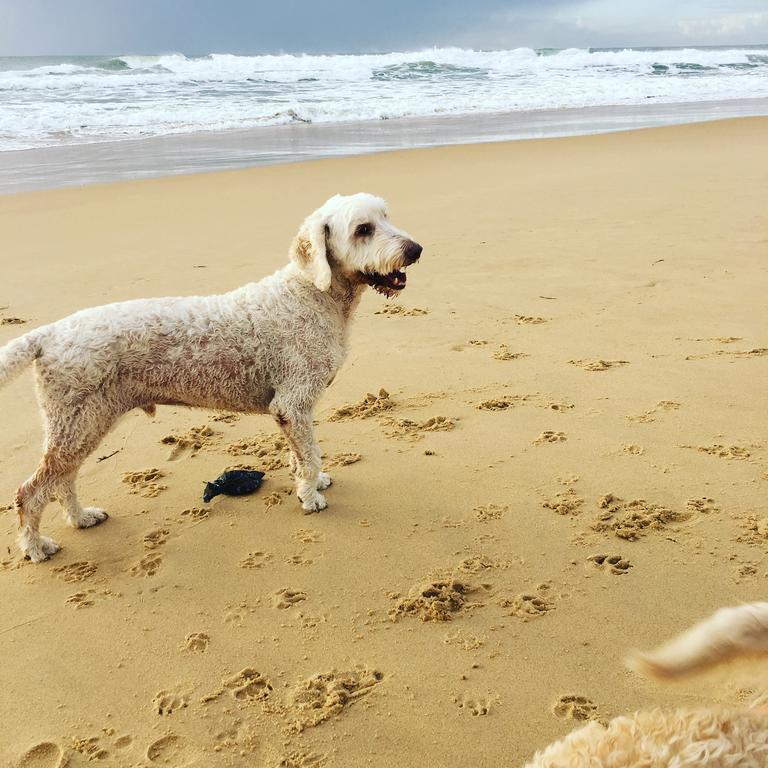 Saltwater Villas - Pet Friendly Accommodation Mooloolaba Eksteriør billede
